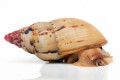 Lissachatina iredalei Zanzibar adult